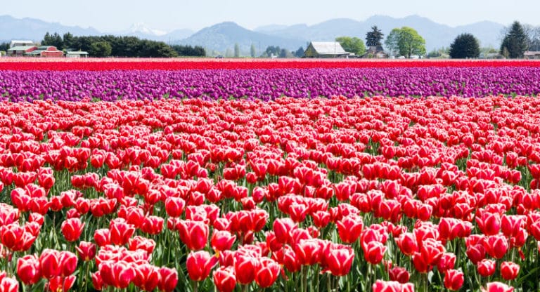 The Tulip Festival Of Skagit Valley